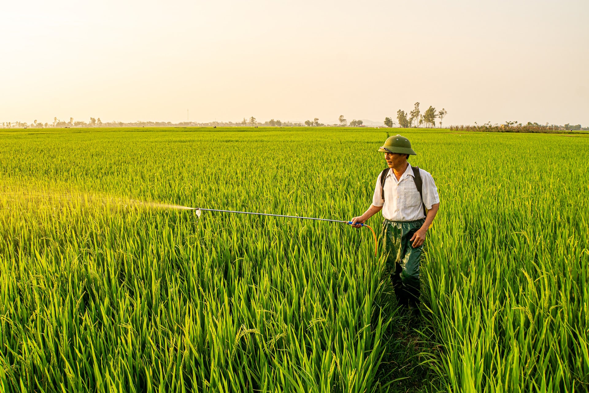 HOW TO GUIDE ABOUT THE USE OF PESTICIDES FOR WHEAT CROPS: