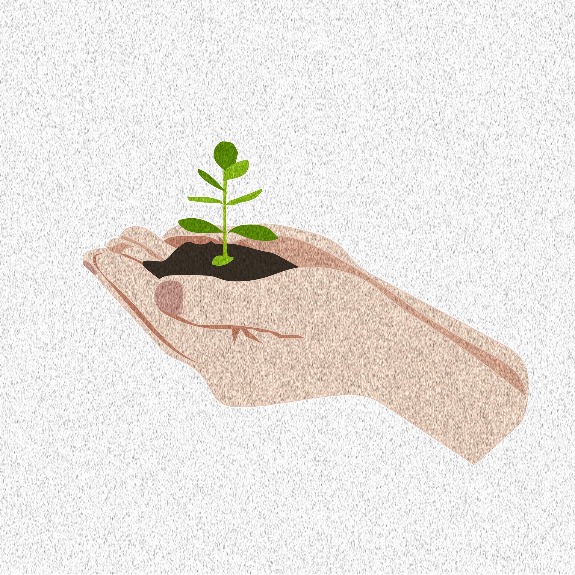 How to Guide about the Best Seeds for Plants