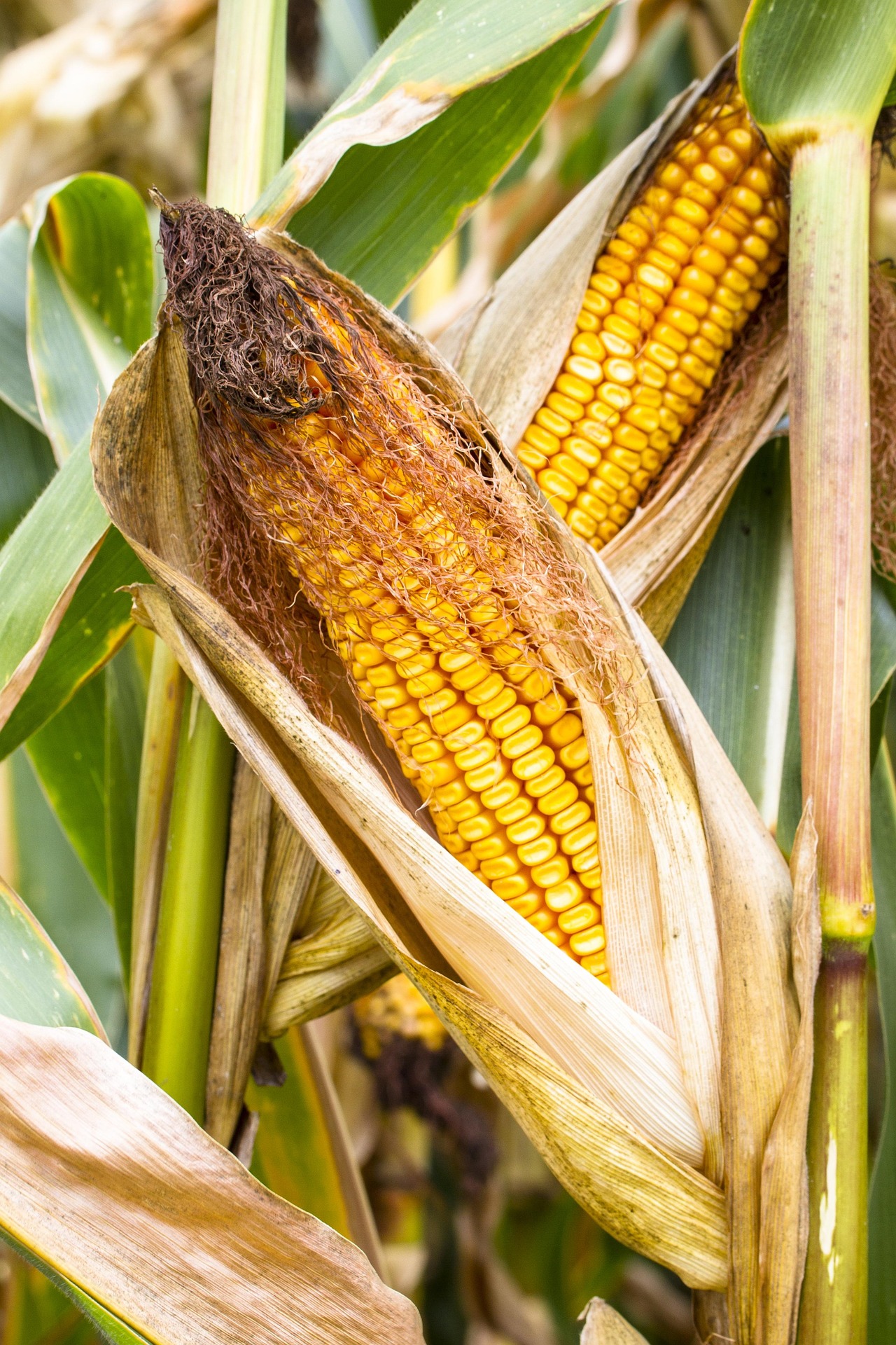 Growing Corn in 2026: A Complete Guide