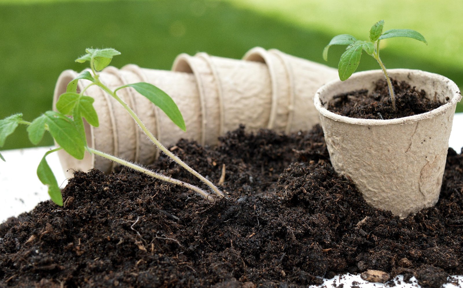 Growing Plants at Home, Without a Garden: The 2026 Guide that Actually Works