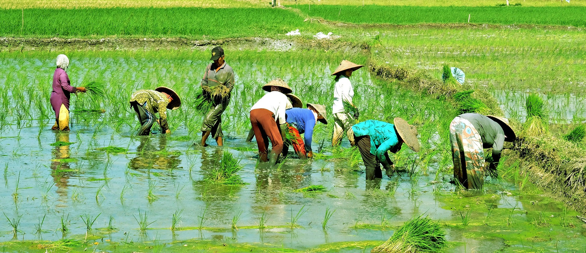 Startup Guideline for Farmers About Farming